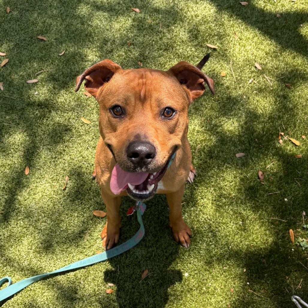 Brows, a Adoptable Mixed Breed in Sarasota, FL image 1/6