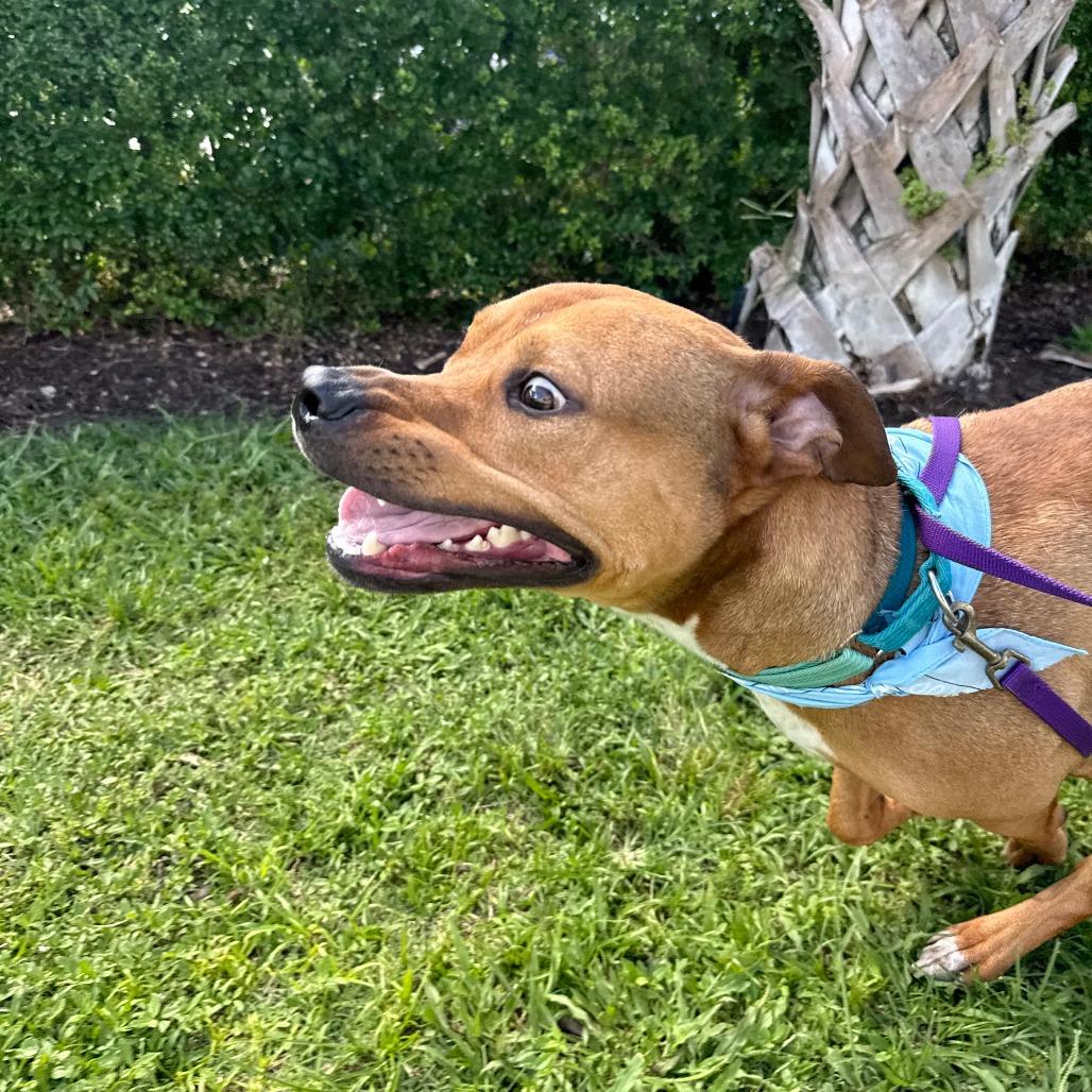 Brows, a Adoptable Mixed Breed in Sarasota, FL image 2/6