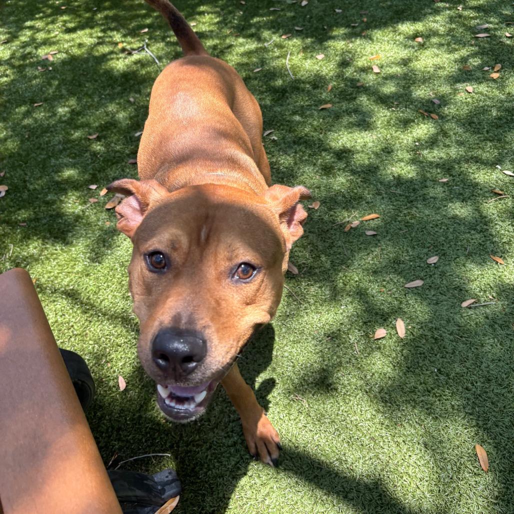 Brows, a Adoptable Mixed Breed in Sarasota, FL image 3/6