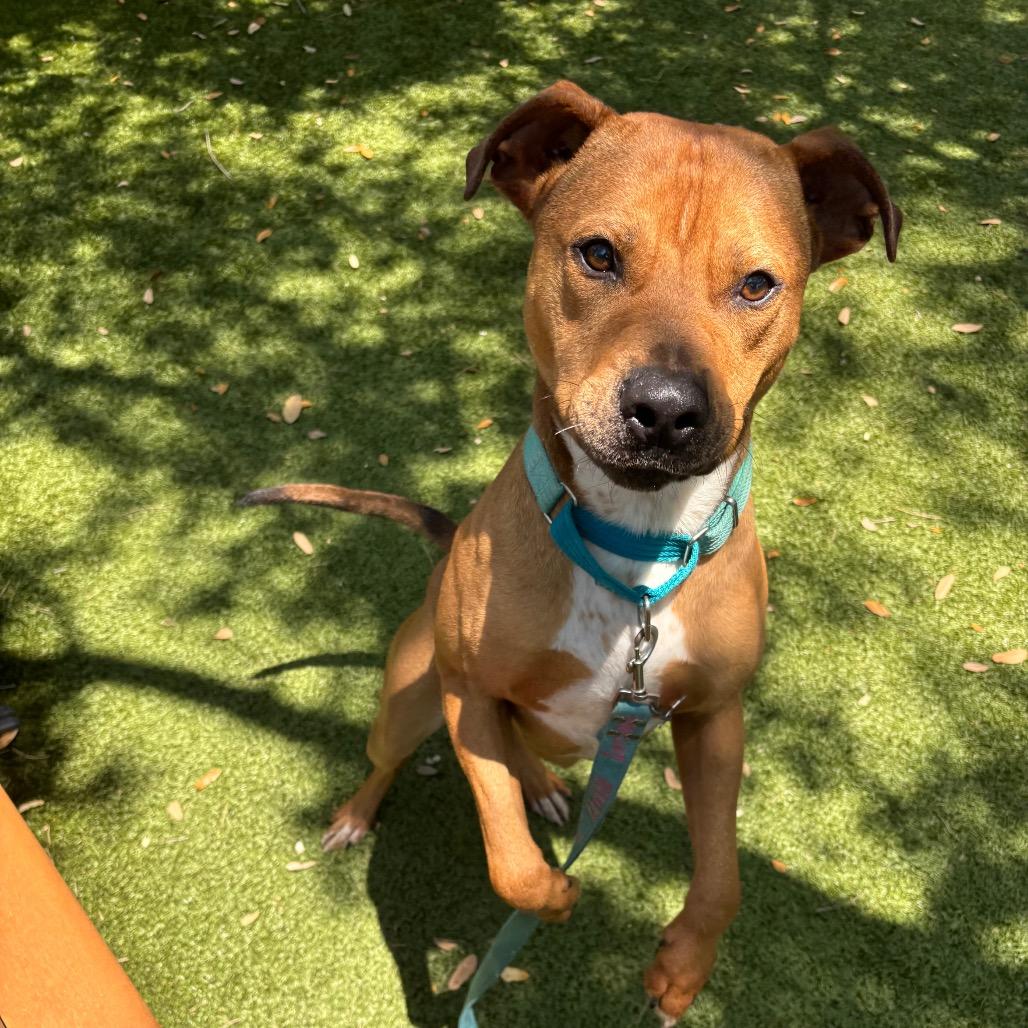 Brows, a Adoptable Mixed Breed in Sarasota, FL image 4/6