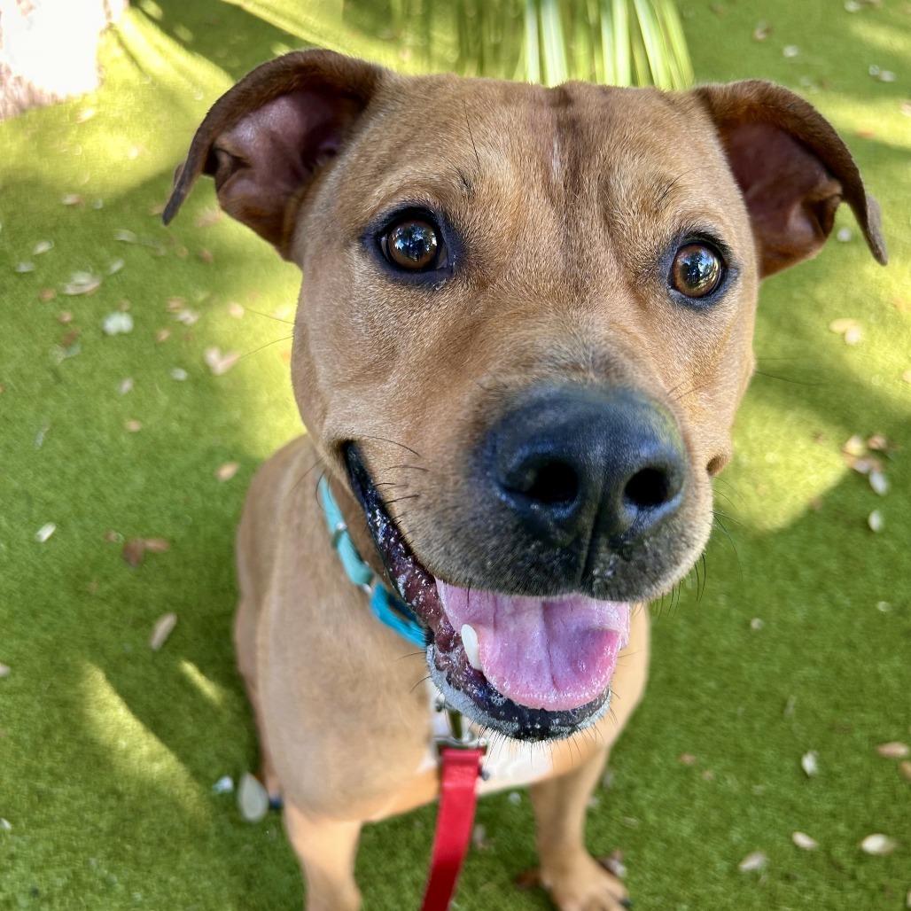 Brows, a Adoptable Mixed Breed in Sarasota, FL image 5/6
