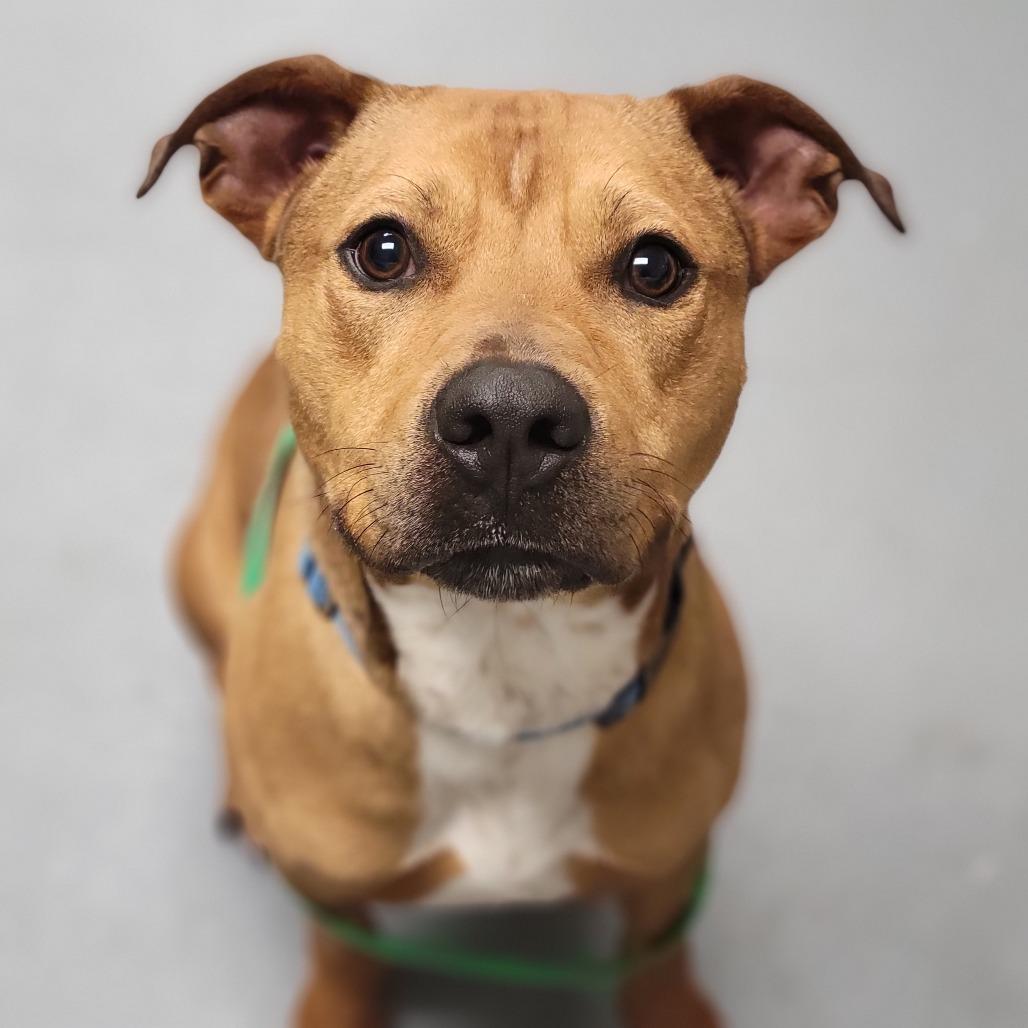 Brows, a Adoptable Mixed Breed in Sarasota, FL image 6/6