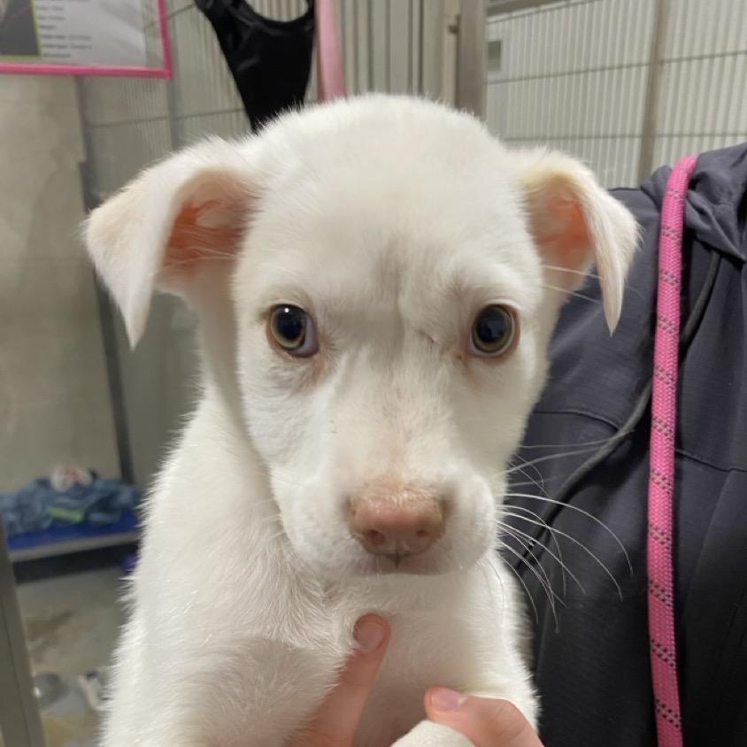 Enlarge NY Flurry (Foster in Katonah), a Adoptable Mixed Breed in Eastford, CT image 1/6