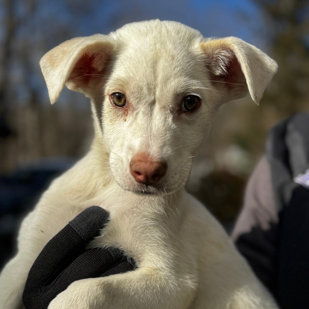 Enlarge NY Flurry (Foster in Katonah), a Adoptable Mixed Breed in Eastford, CT image 2/6