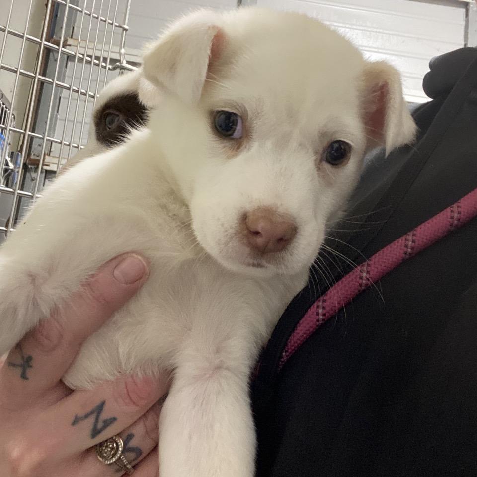 Enlarge NY Flurry (Foster in Katonah), a Adoptable Mixed Breed in Eastford, CT image 3/6