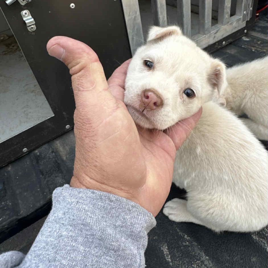 Enlarge NY Flurry (Foster in Katonah), a Adoptable Mixed Breed in Eastford, CT image 4/6