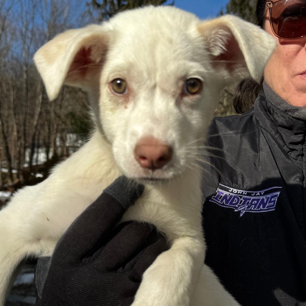 Enlarge NY Flurry (Foster in Katonah), a Adoptable Mixed Breed in Eastford, CT image 5/6