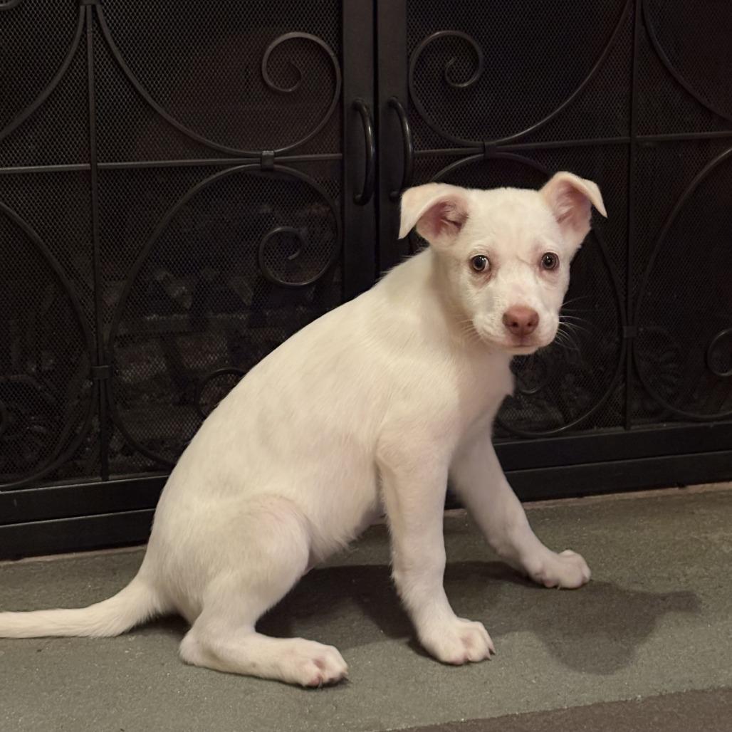 Enlarge NY Flurry (Foster in Katonah), a Adoptable Mixed Breed in Eastford, CT image 6/6