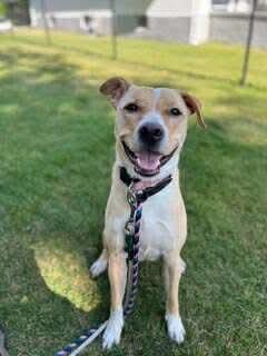 CORA, Adoptable, Adult Female Mixed Breed.