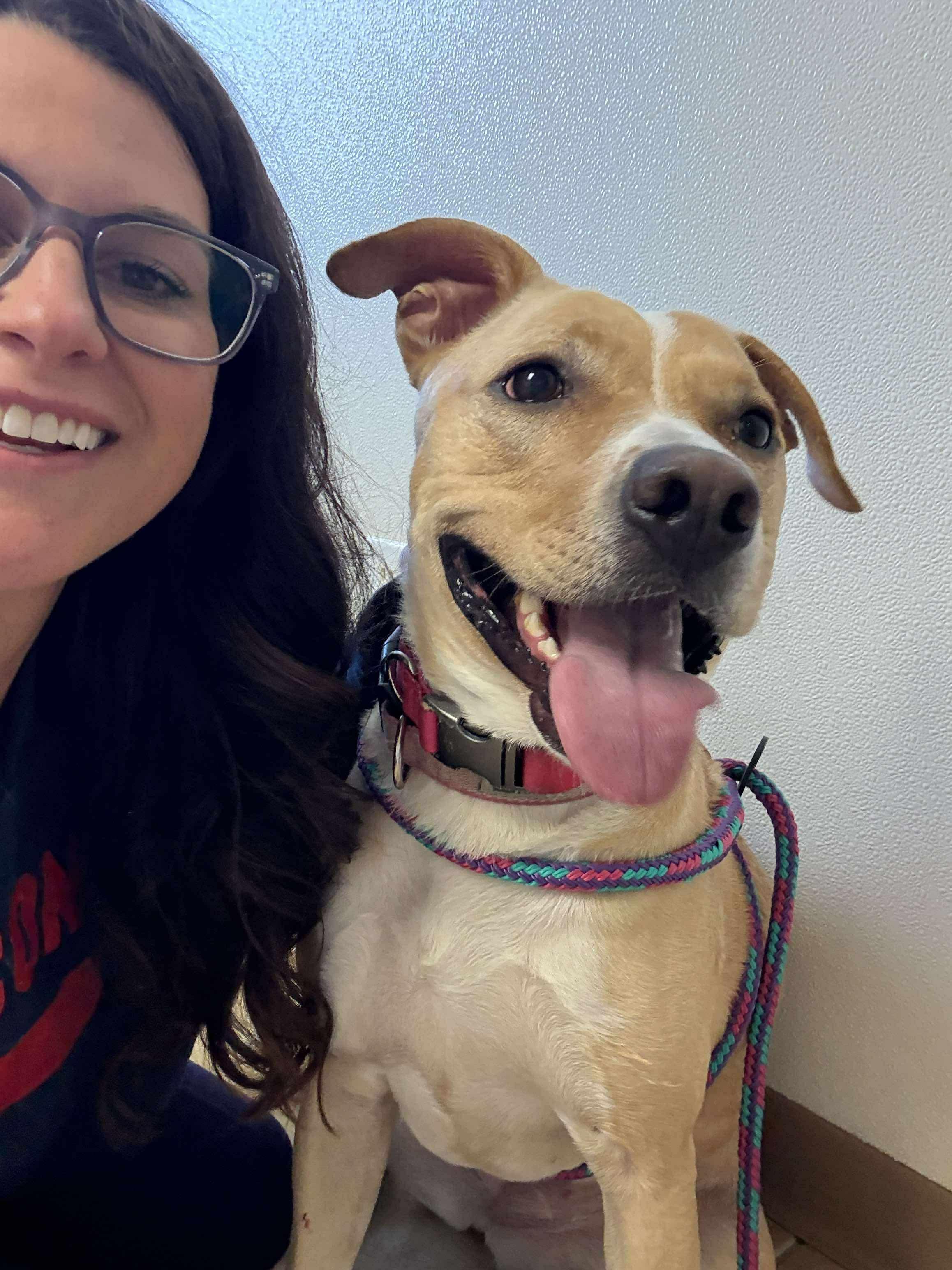 Enlarge CORA, a Adoptable mixed breed in Stamford, CT image 2/6