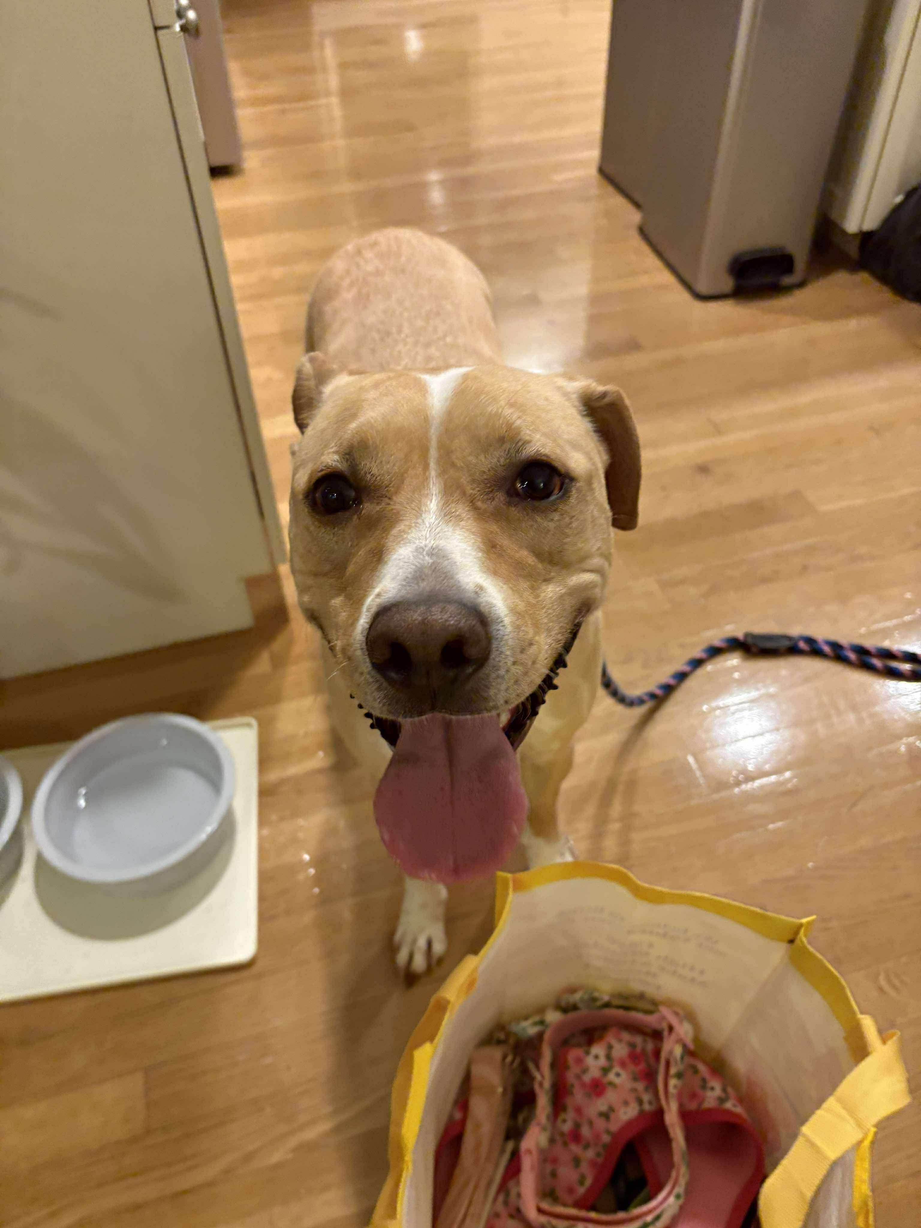 Enlarge CORA, a Adoptable mixed breed in Stamford, CT image 3/6