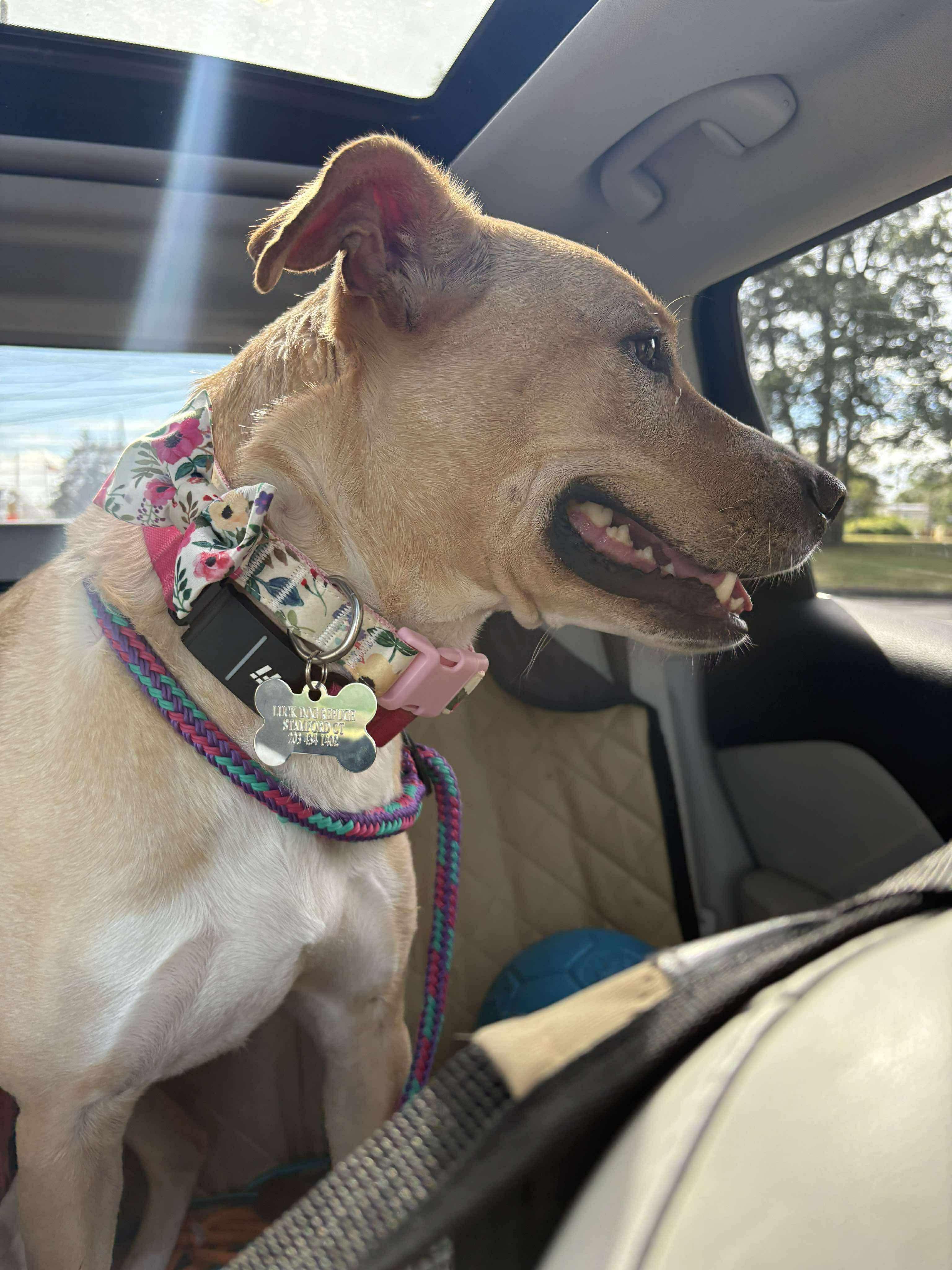 CORA, Adoptable, Adult Female Mixed Breed.