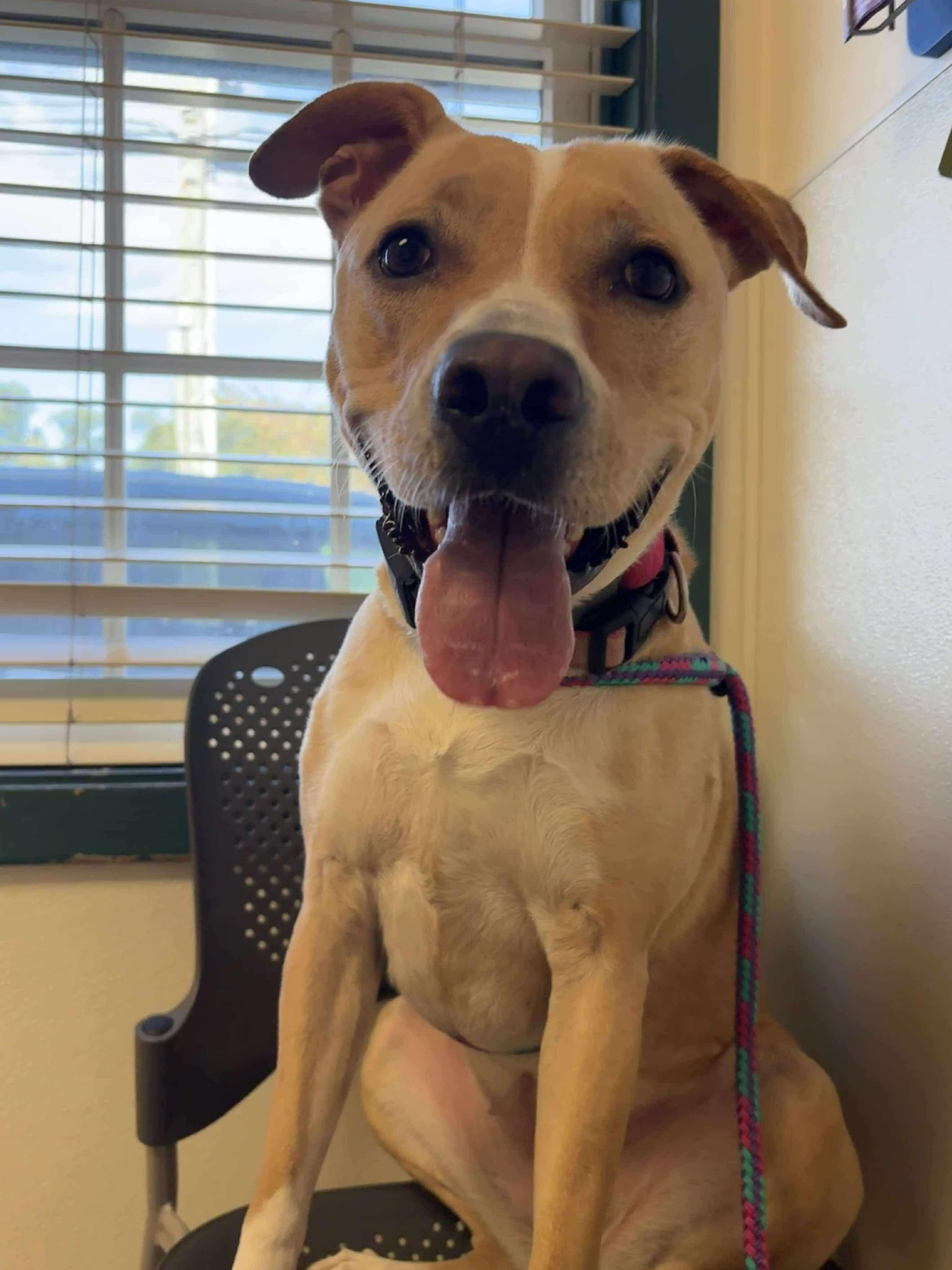 Enlarge CORA, a Adoptable mixed breed in Stamford, CT image 6/6