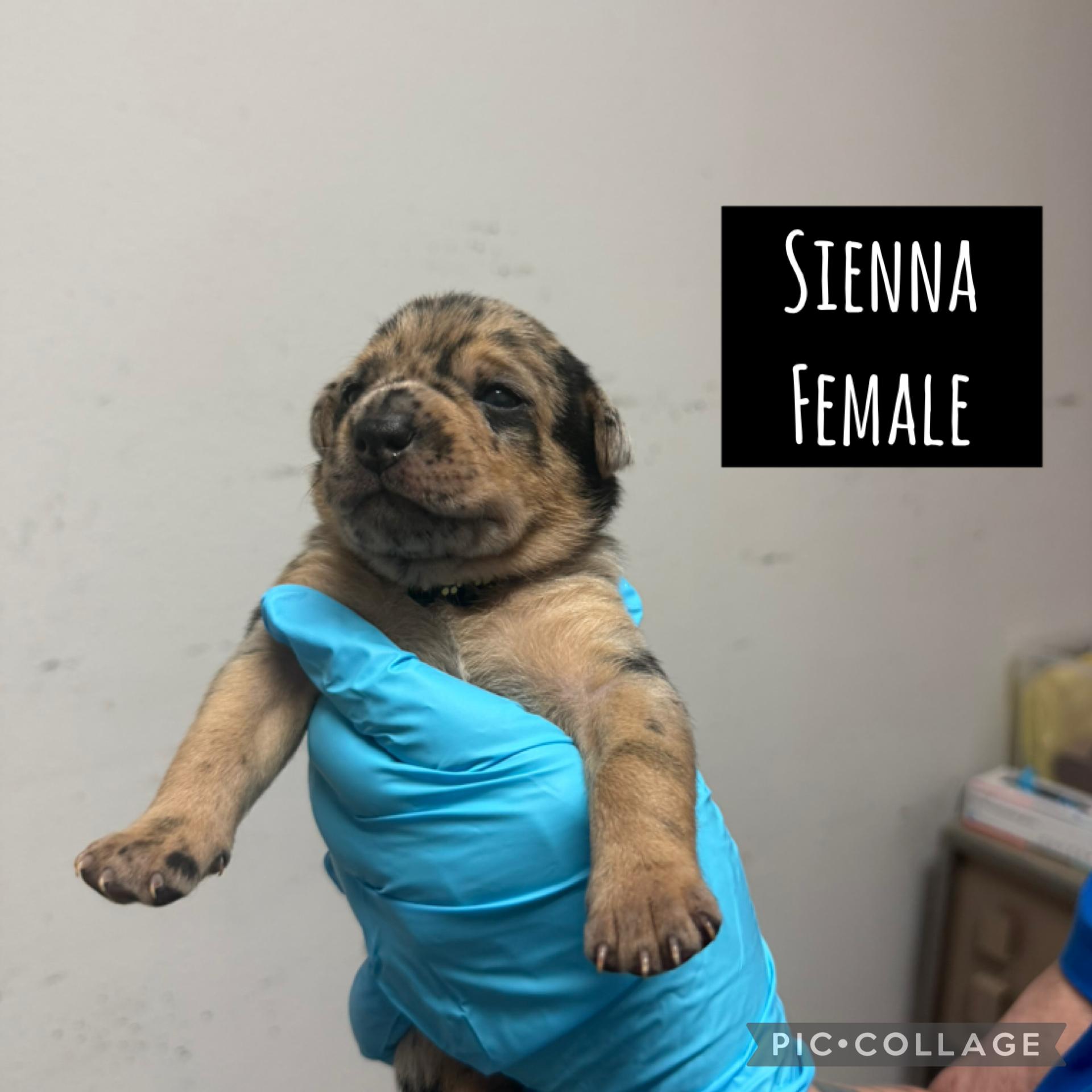 https://www.petfinder.com/dog/little-miss-sienna-cuteness-incoming-december-5-79065997/ga/atlanta/rescue-coop-sc566/?referrer_id=695155d0-c0e2-4f0a-820e-c25d95199e10&utm_source=api&utm_medium=partnership&utm_content=695155d0-c0e2-4f0a-820e-c25d95199e10