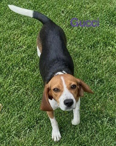 Enlarge Gucci, a Adoptable Beagle in Dunnellon, FL image 1/3