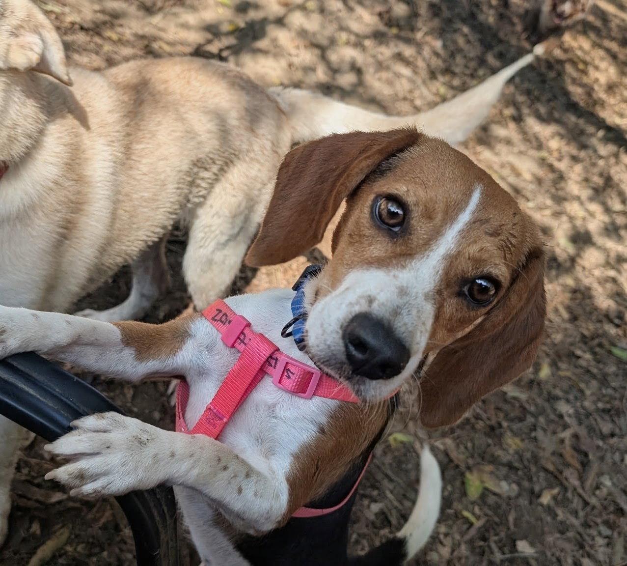 Enlarge Gucci, a Adoptable Beagle in Dunnellon, FL image 2/3