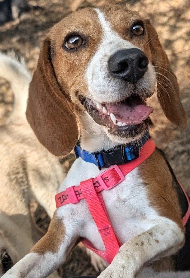 Enlarge Gucci, a Adoptable Beagle in Dunnellon, FL image 3/3
