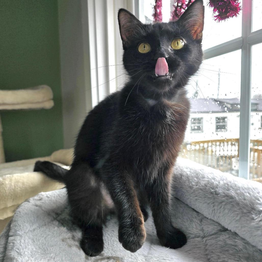 Siri, Adoptable, Adult Female Domestic Short Hair.