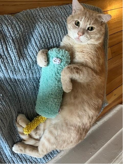 Whisky, Adoptable, Adult Male Tabby.