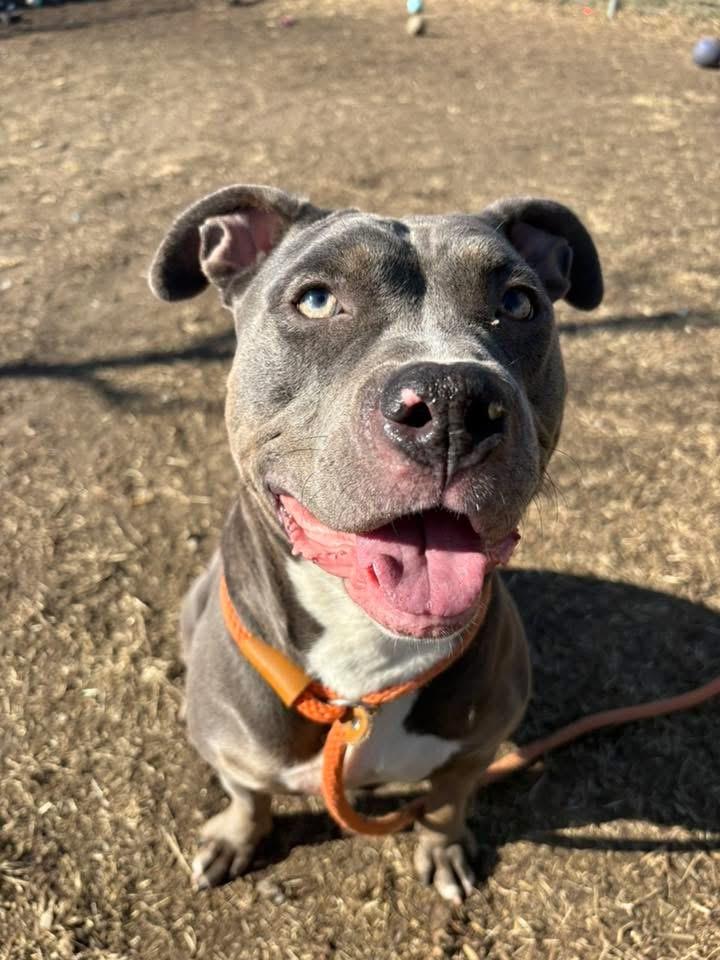 Enlarge Tikka, a ADOPTABLE Pit Bull Terrier in Chicago, IL image 1/4