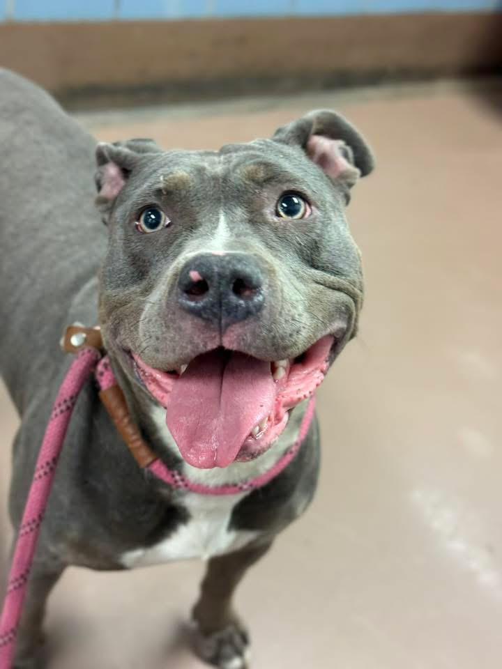 Enlarge Tikka, a ADOPTABLE Pit Bull Terrier in Chicago, IL image 4/4