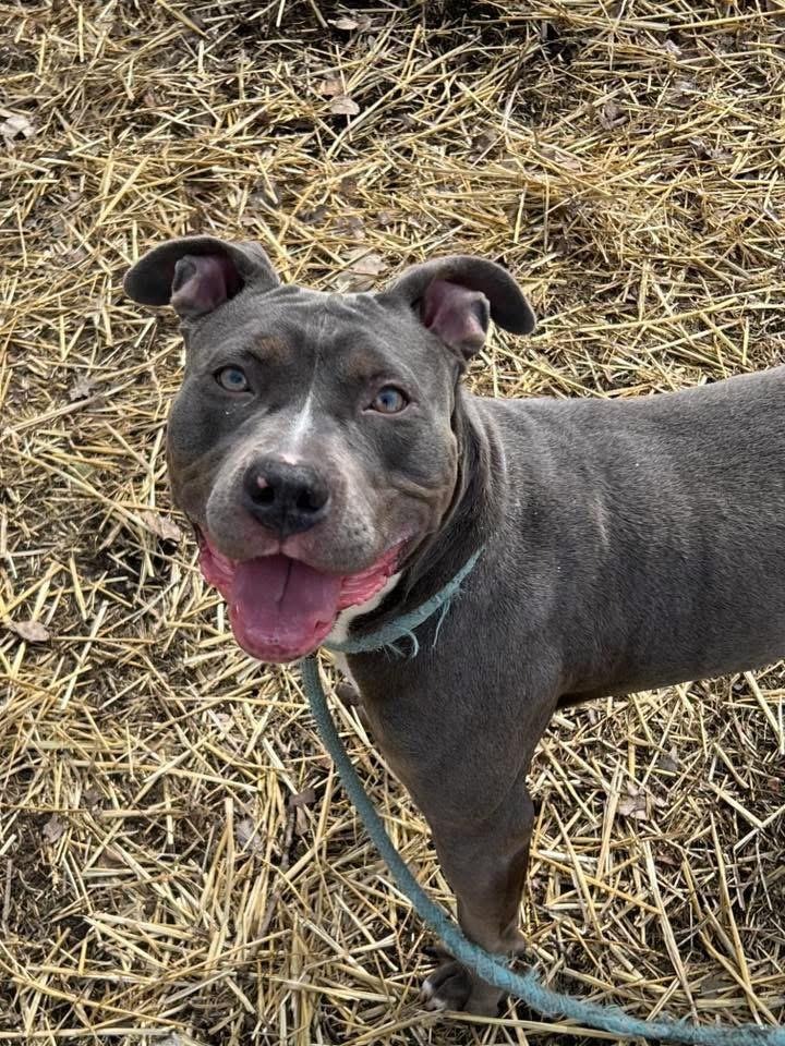 Enlarge Tikka, a ADOPTABLE Pit Bull Terrier in Chicago, IL image 3/4