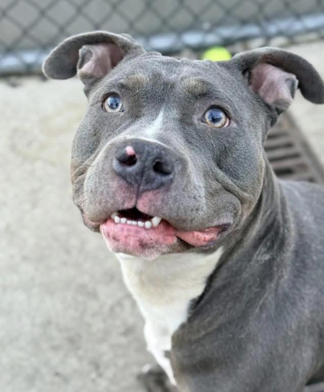 Enlarge Tikka, a ADOPTABLE Pit Bull Terrier in Chicago, IL image 2/4