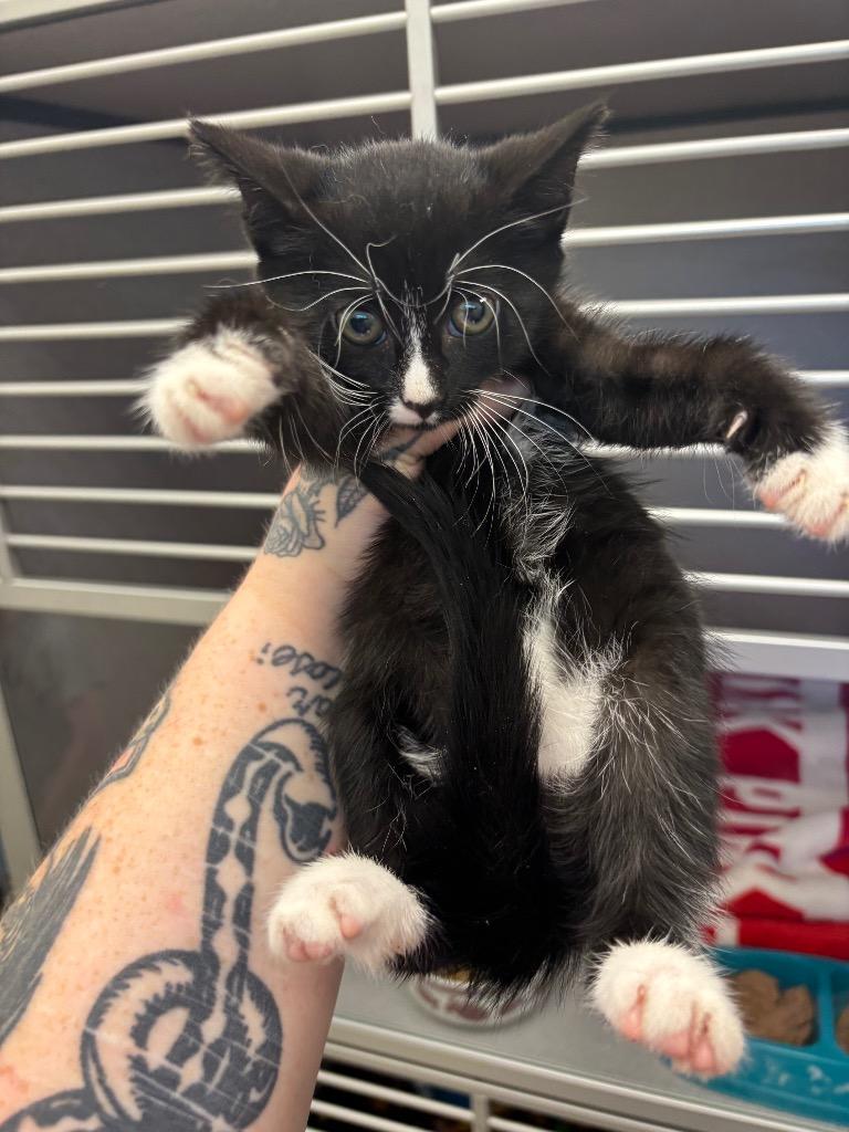 Storm, Adoptable, Kitten Female Domestic Short Hair.