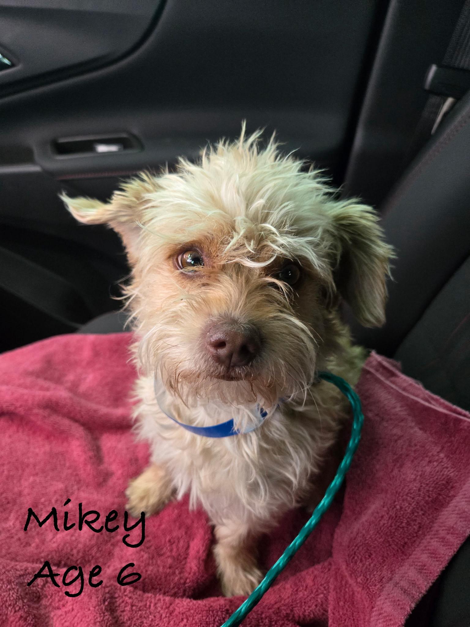 Mike photo 1