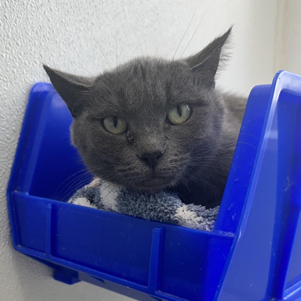 Dakota L3, Adoptable, Adult Female Domestic Short Hair.