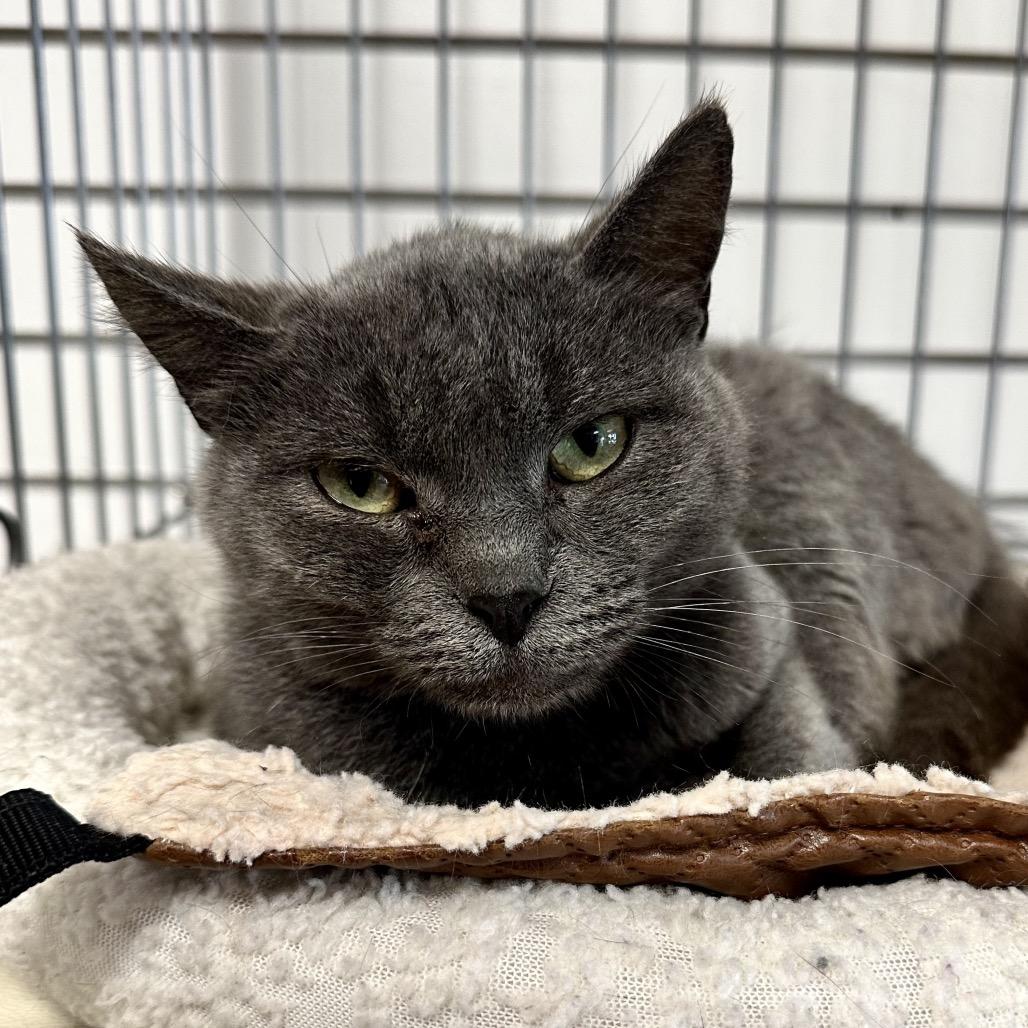 Enlarge Dakota L3, a Adoptable Domestic Short Hair in Union, MO image 2/2