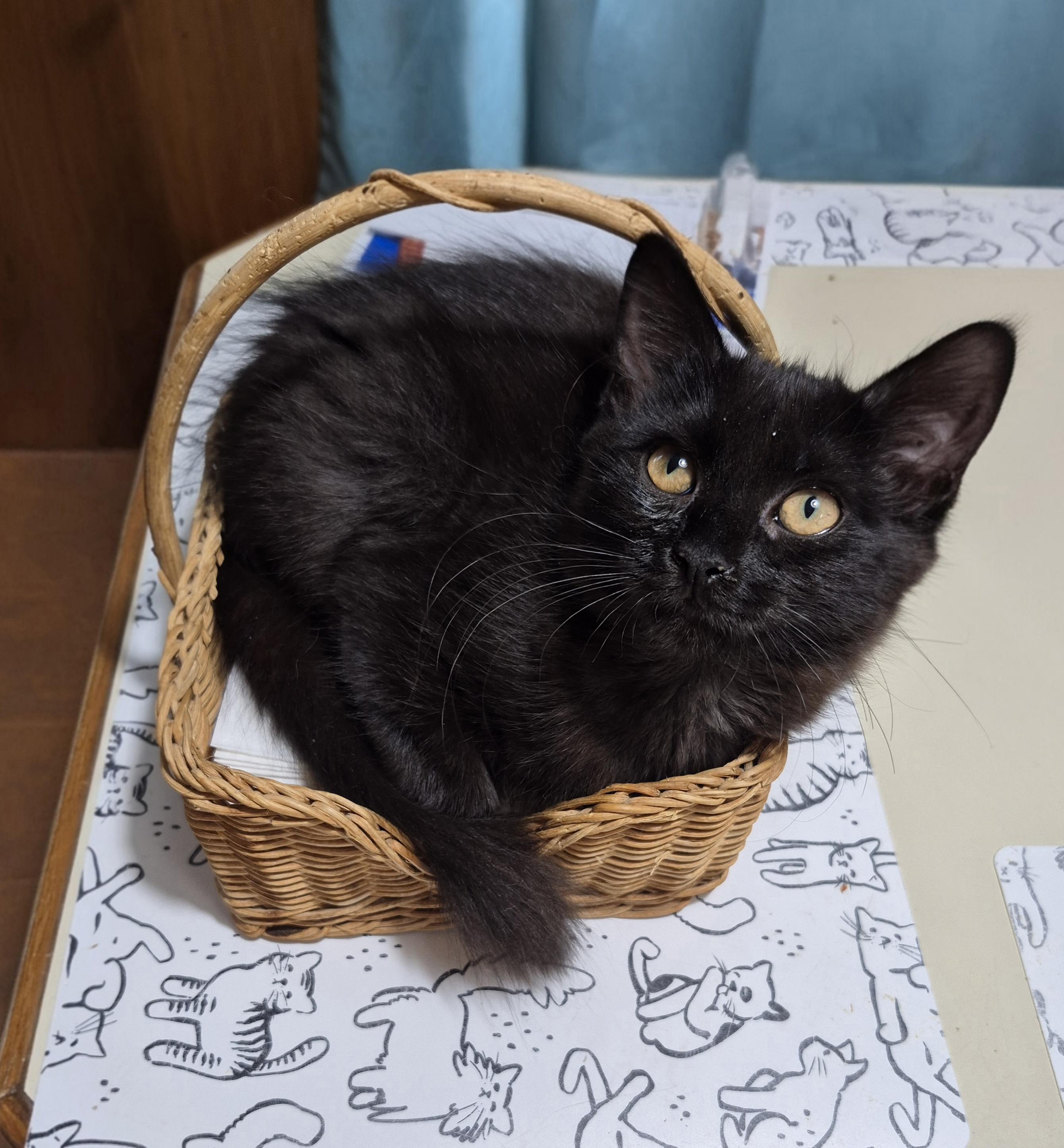 Enlarge Tabitha and Buffy, a ADOPTABLE Domestic Medium Hair in Attleboro, MA image 2/3
