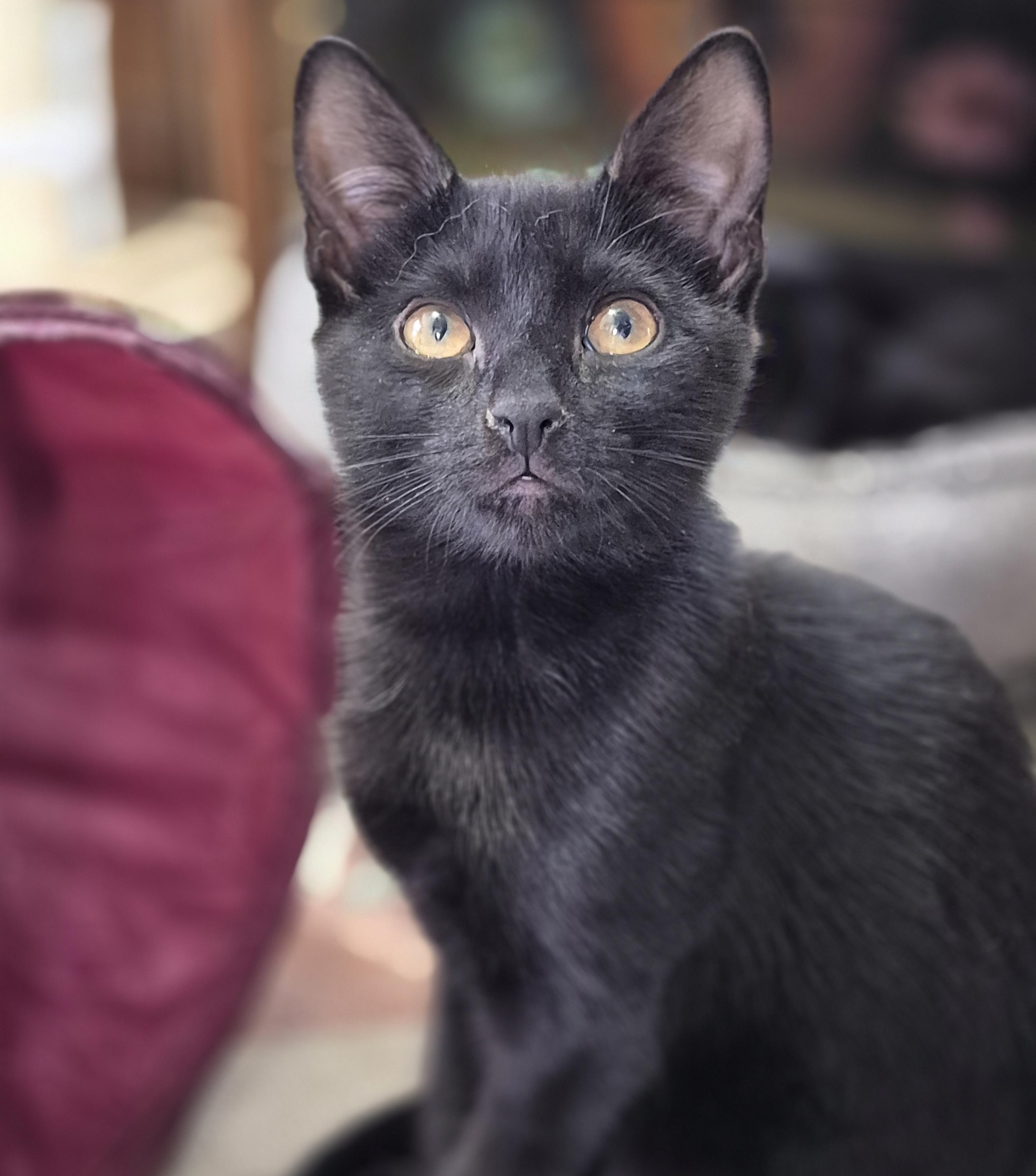 Enlarge Tabitha and Buffy, a ADOPTABLE Domestic Medium Hair in Attleboro, MA image 3/3