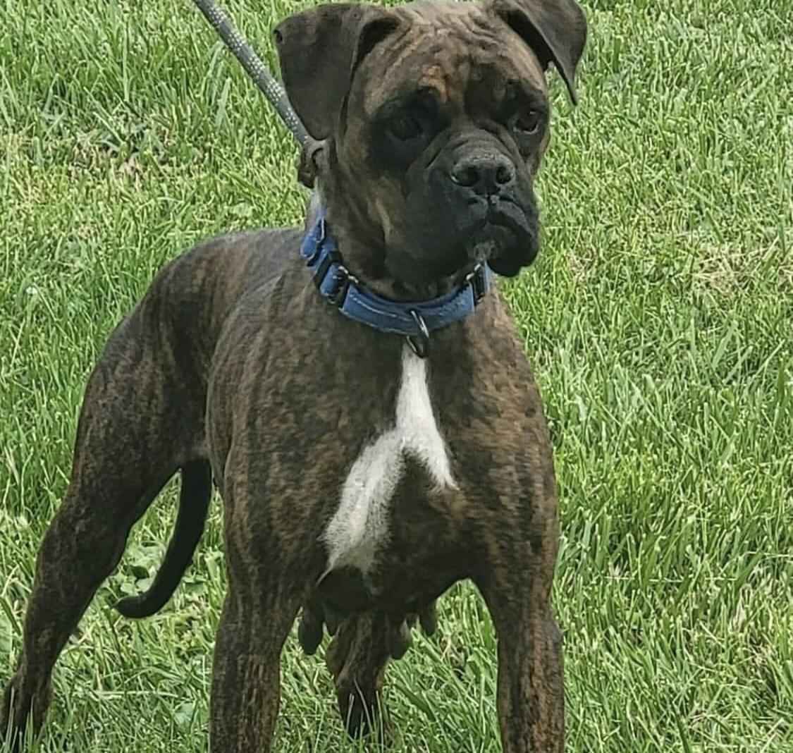 Piper, adoptable, Young Female Boxer.