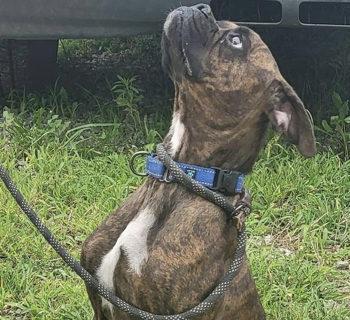 Piper, an adoptable Boxer in Fountaintown, IN image 2/5