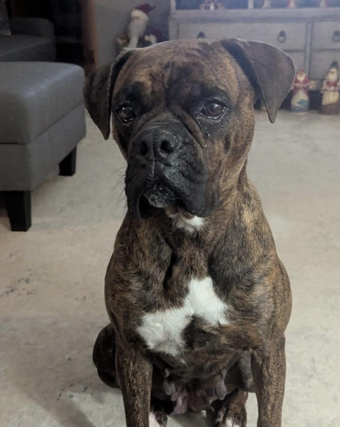 Piper, an adoptable Boxer in Fountaintown, IN image 3/5