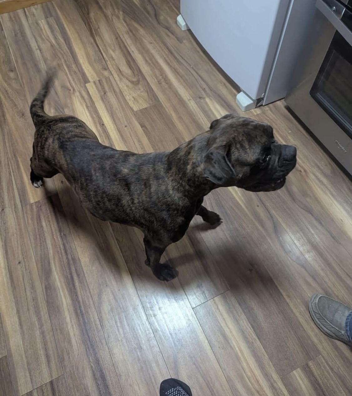 Piper, an adoptable Boxer in Fountaintown, IN image 4/5