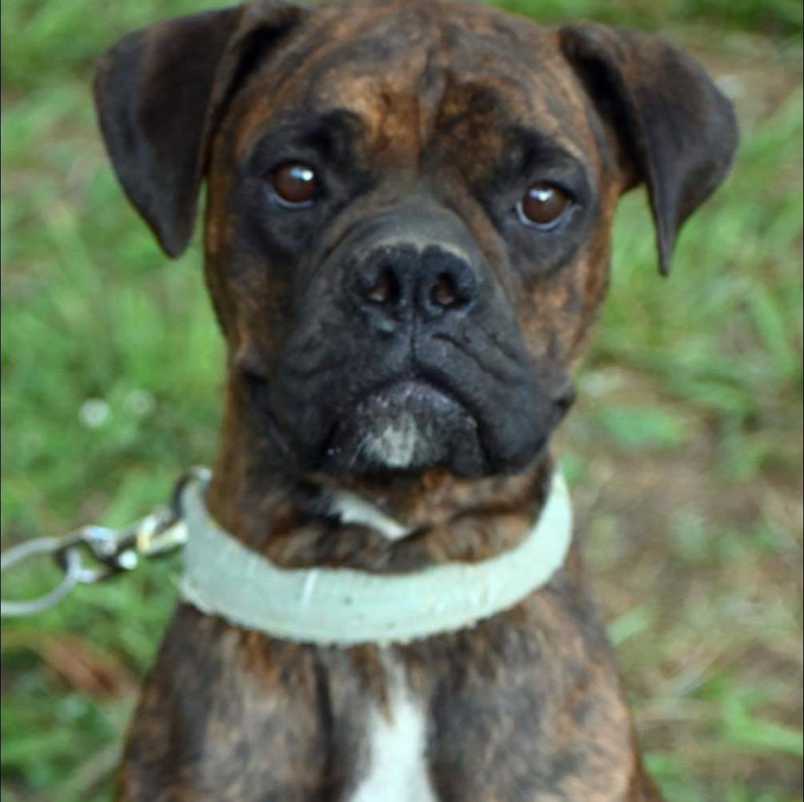 Piper, an adoptable Boxer in Fountaintown, IN image 5/5
