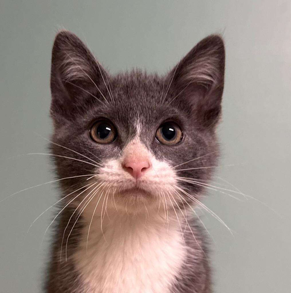 George, an adopted Domestic Short Hair in Amery, WI image 1/3
