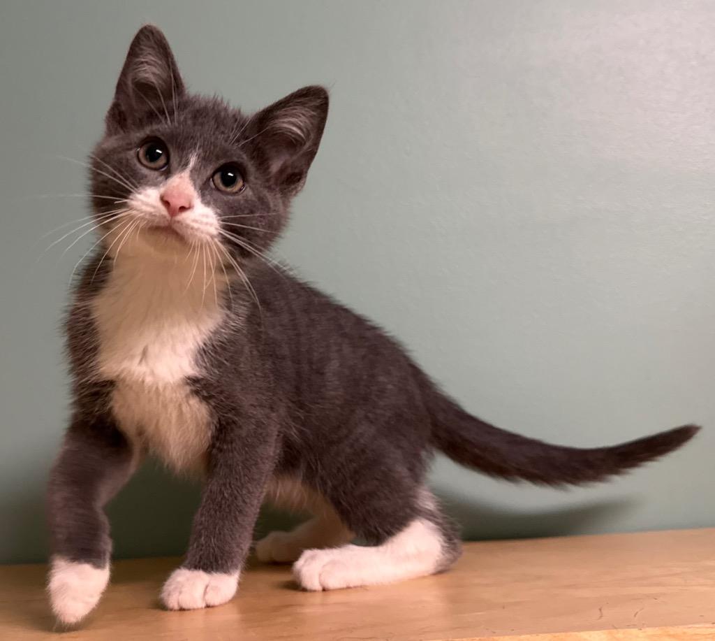 George, an adopted Domestic Short Hair in Amery, WI image 3/3