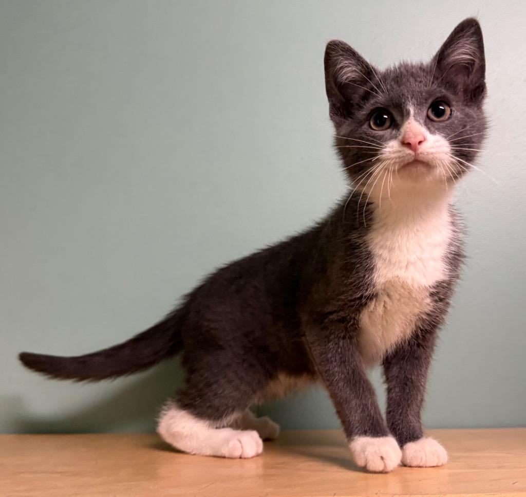 George, an adopted Domestic Short Hair in Amery, WI image 2/3