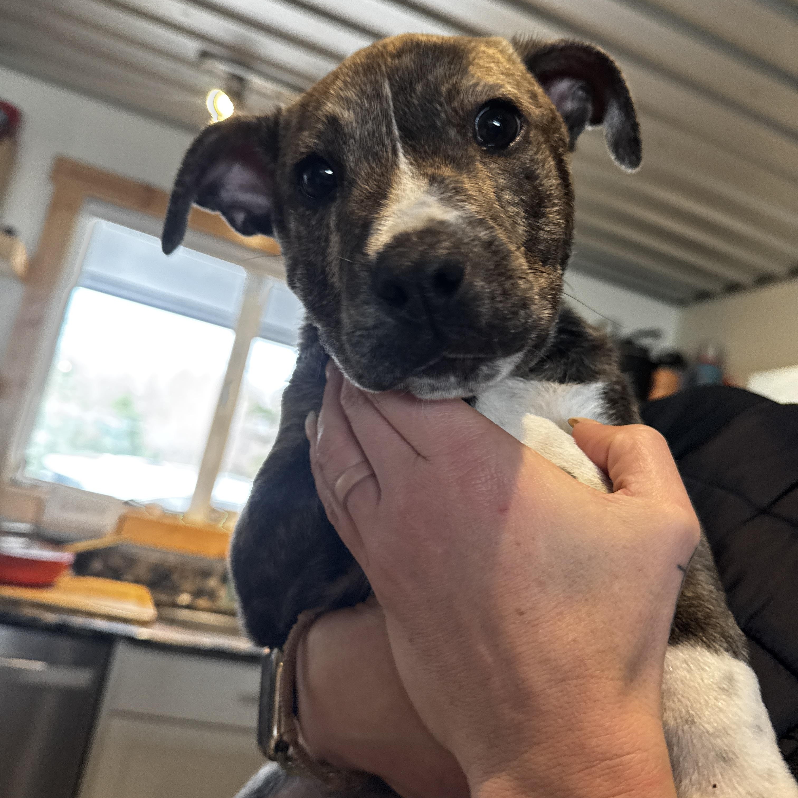 Mookie, Adoptable, Puppy Male Pit Bull Terrier.