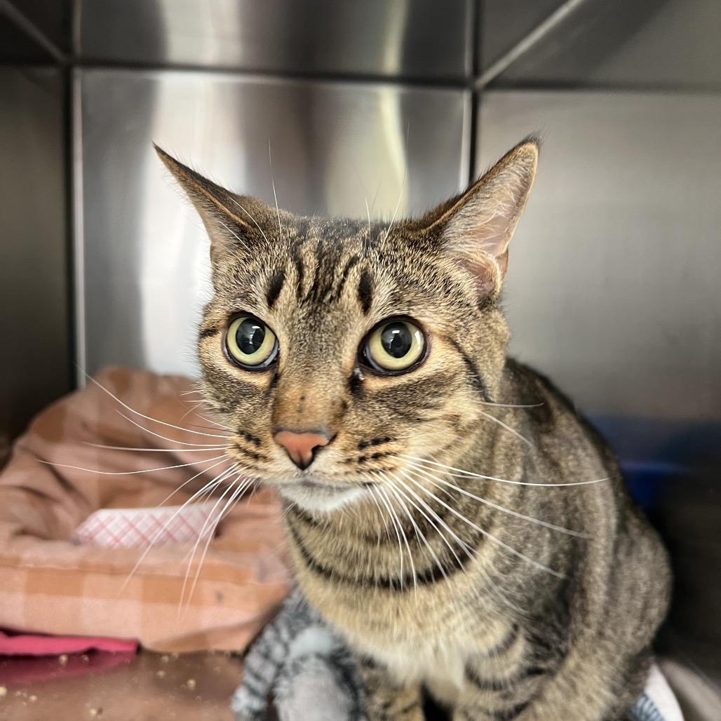 Enlarge Daniel, a Adoptable Domestic Short Hair in Lexington, KY image 1/1