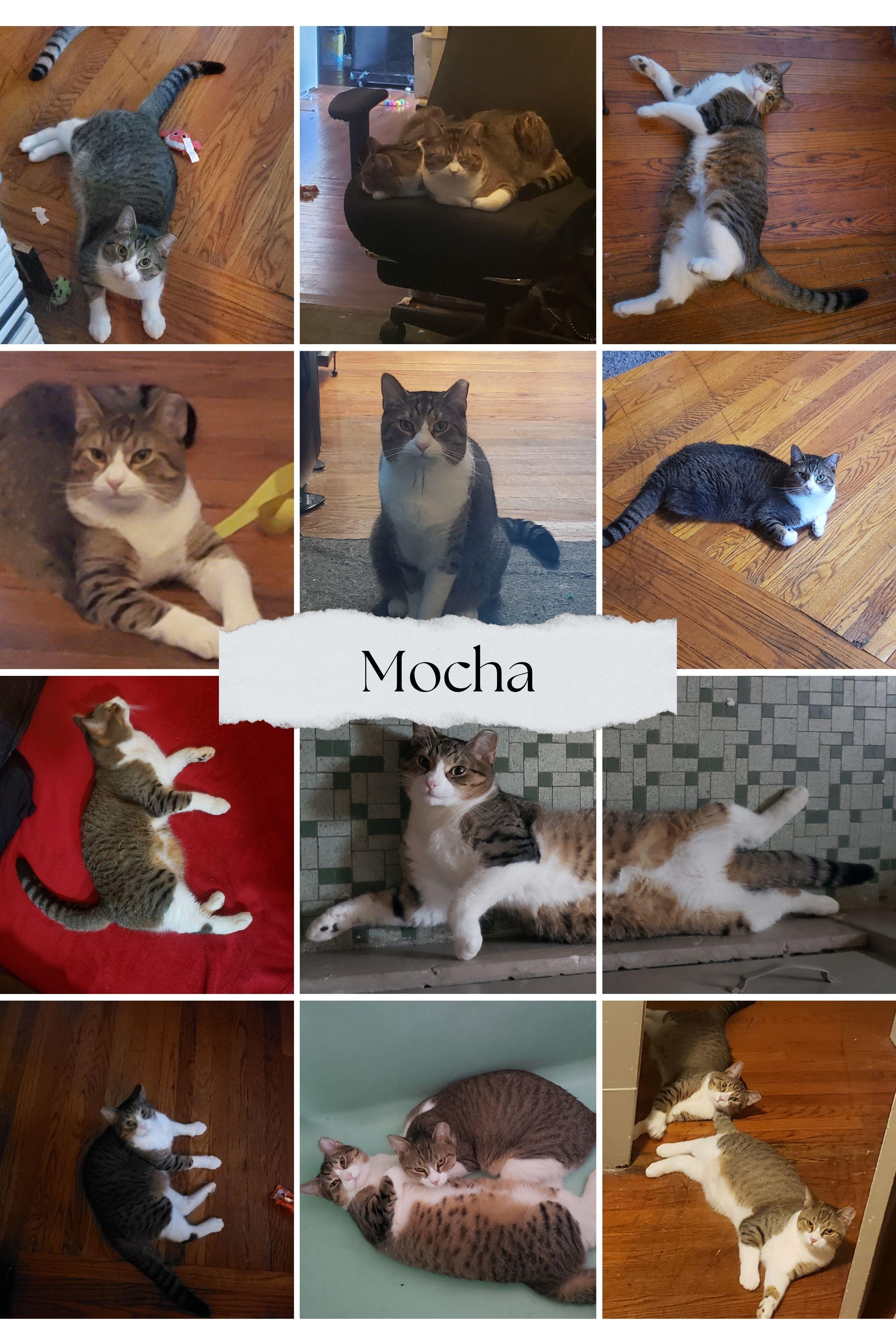 Enlarge Mocha & Latte, an adoptable Domestic Short Hair in Schenectady, NY image 2/3