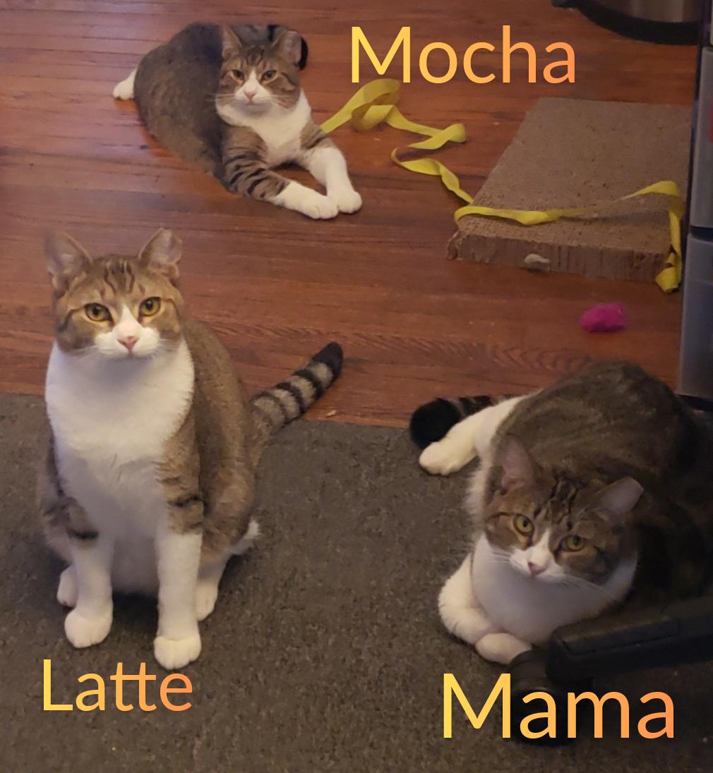 Mocha & Latte, Adoptable, Young Male Domestic Short Hair.