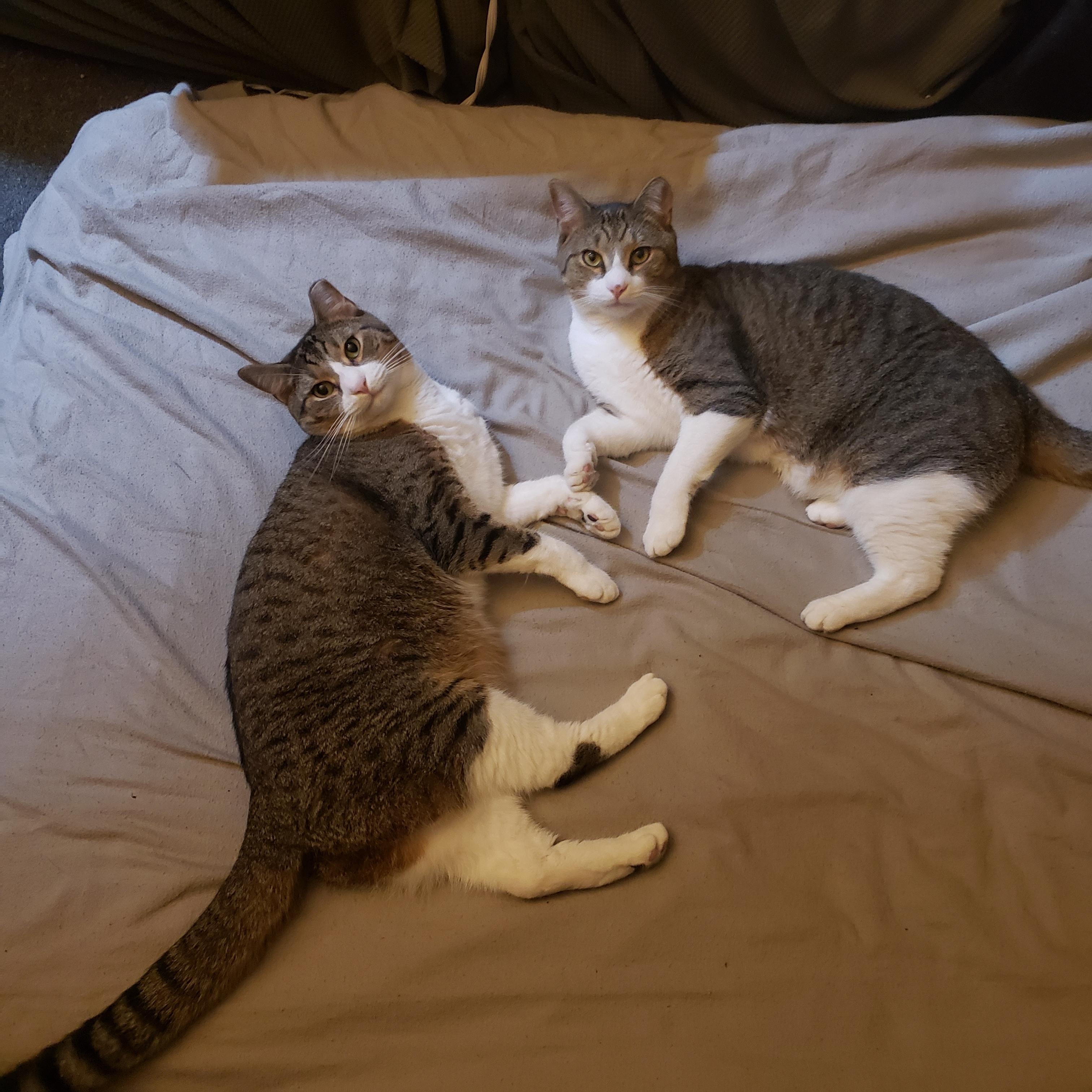 Enlarge Mocha & Latte, an adoptable Domestic Short Hair in Schenectady, NY image 1/3