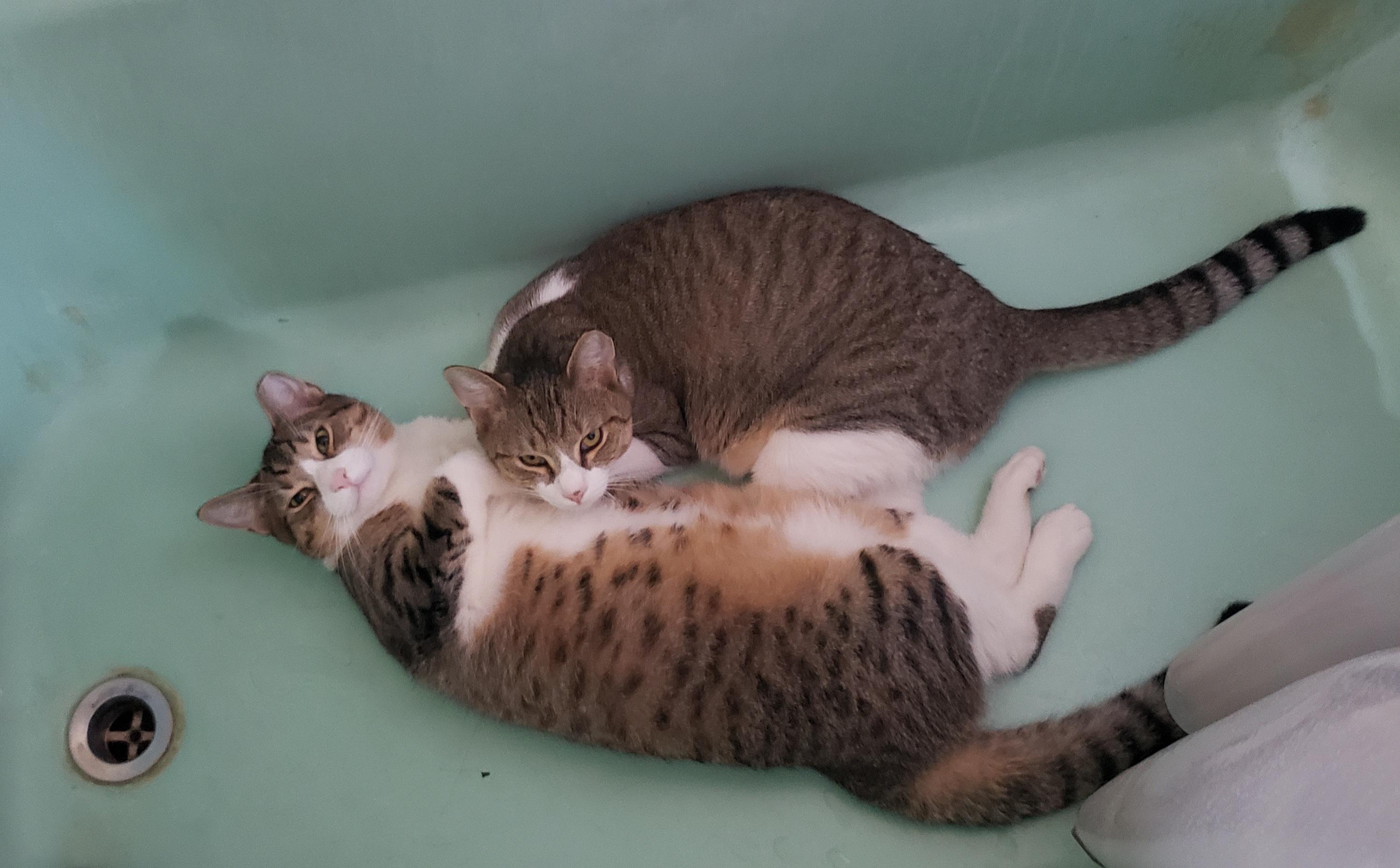 Mocha & Latte, Adoptable, Young Male Domestic Short Hair.