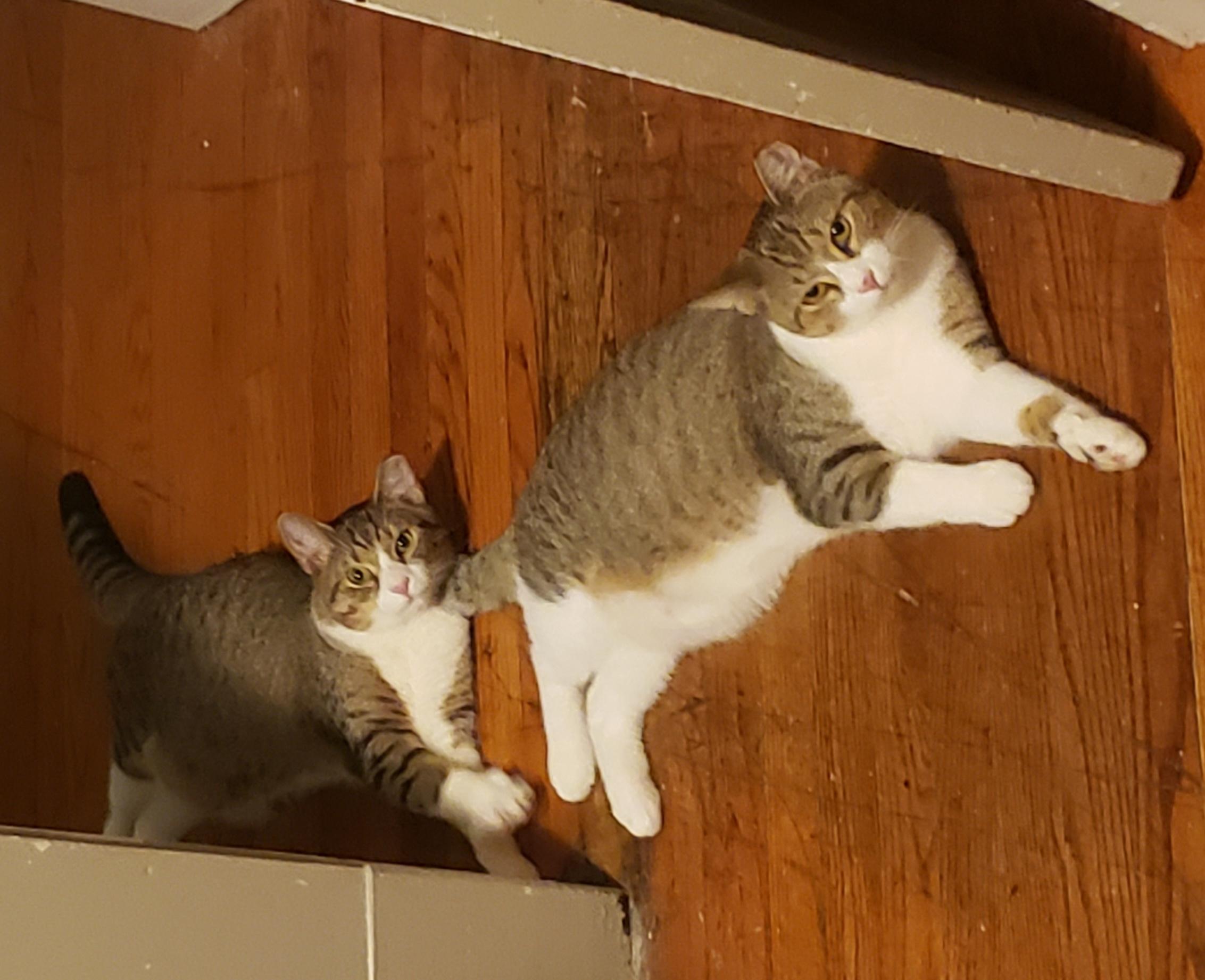 Mocha & Latte, a Adoptable Domestic Short Hair in Mayfield, NY image 2/3