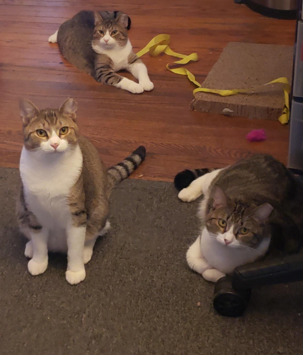 Mocha & Latte, a Adoptable Domestic Short Hair in Mayfield, NY image 3/3