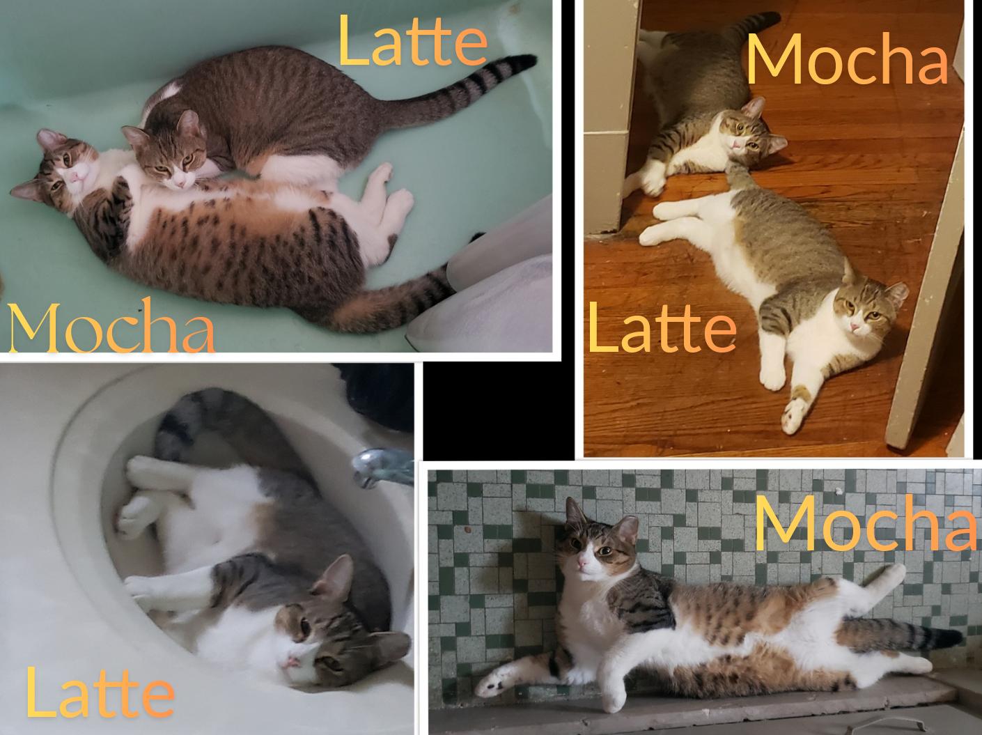 Enlarge Mocha & Latte, a Adoptable Domestic Short Hair in Mayfield, NY image 2/4